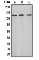 c-CBL (Phospho-Y774) Rabbit Polyclonal Antibody