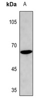 Cyclin B1 (Phospho-S126) Rabbit Polyclonal Antibody