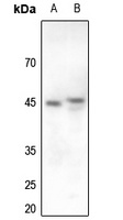 Cyclin E1 Rabbit Polyclonal Antibody