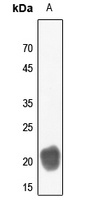 CD3d Antibody