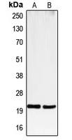 CD3e Antibody