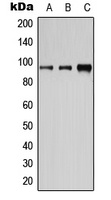 CD19 (Phospho-Y531) Rabbit Polyclonal Antibody