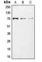 CDC25A (Phospho-S75) Rabbit Polyclonal Antibody