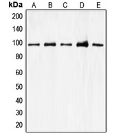 CDC27 Rabbit Polyclonal Antibody