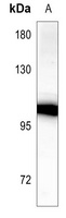 Cadherin 18 Rabbit Polyclonal Antibody