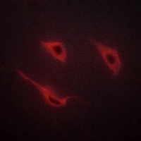 Cadherin 18 Rabbit Polyclonal Antibody