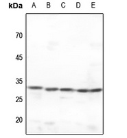 CDK2 Antibody