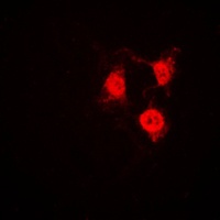 CDK2 Antibody