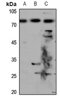 Chromogranin A Rabbit Polyclonal Antibody