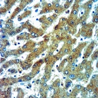 Chromogranin A Rabbit Polyclonal Antibody
