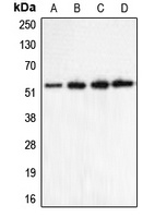 CHRNA5 Rabbit Polyclonal Antibody