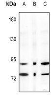 IKK alpha Rabbit Polyclonal Antibody