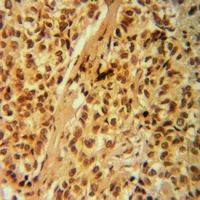G18 Antibody