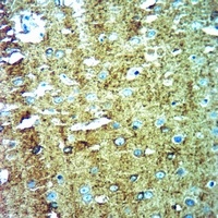 CNPase Rabbit Polyclonal Antibody
