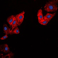Collagen 5 alpha 1 Antibody