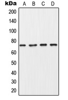 Collagen 8 alpha 1 Rabbit Polyclonal Antibody