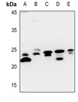 Claudin 7 Antibody