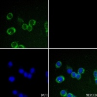 Claudin 7 Antibody