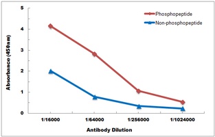 CREB (Phospho-S133) Antibody