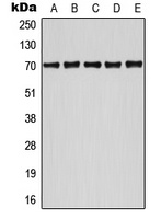 ATF2 (Phospho-S498) Rabbit Polyclonal Antibody