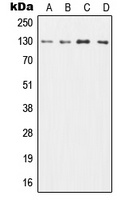 CD131 Antibody