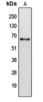 Cytochrome P450 2B6 Rabbit Polyclonal Antibody