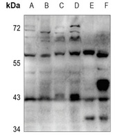 Cytochrome P450 3A4/5 Antibody