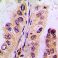 Cytochrome P450 3A4/5 Antibody