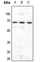 DAB1 Rabbit Polyclonal Antibody