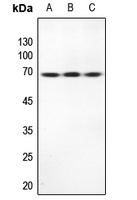 TRP2 Rabbit Polyclonal Antibody
