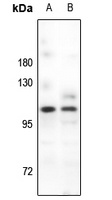 PSD93 Antibody