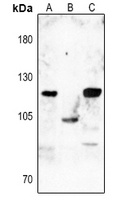 Dynamin 1 (Phospho-S774) Rabbit Polyclonal Antibody