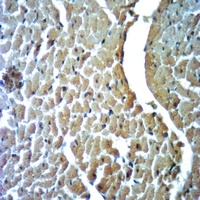 Dynamin 1 (Phospho-S774) Rabbit Polyclonal Antibody