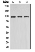 DNMT3B Rabbit Polyclonal Antibody