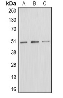 E2F1 (Phospho-T433) Rabbit Polyclonal Antibody