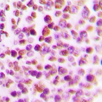E2F4 Rabbit Polyclonal Antibody
