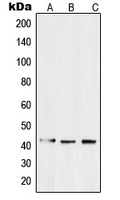 EDG3 Antibody