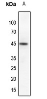 Ephrin B1 (Phospho-Y317) Rabbit Polyclonal Antibody