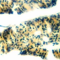 Ephrin B1 (Phospho-Y317) Rabbit Polyclonal Antibody