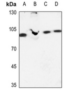 EHHADH Rabbit Polyclonal Antibody