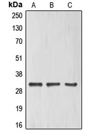 ELF5 Antibody