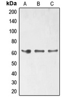 ELK1 (Phospho-S389) Rabbit Polyclonal Antibody