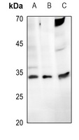 ENDOG Rabbit Polyclonal Antibody