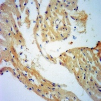 ENDOG Rabbit Polyclonal Antibody