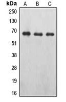EPO Receptor (Phospho-Y426) Rabbit Polyclonal Antibody