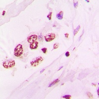 NR2F6 Rabbit Polyclonal Antibody