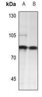 PE2 Rabbit Polyclonal Antibody