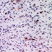 FGF5 Antibody