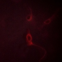 FGFR1 (Phospho-Y654) Rabbit Polyclonal Antibody