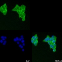 VEGFD Antibody